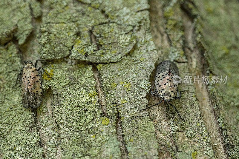 几只斑点灯笼蝇(Lycorma delicatula)在枫树的树干上爬行的特写